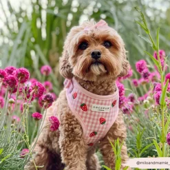 Cocopup Adjustable Neck Harnesses-Strawberry Picnic Pup Adjustable Neck HARNESS