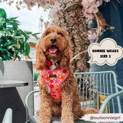 Cocopup Adjustable Harness Bundles-Summer Bloom Adjustable Neck Harness, Lead & Collar Bundle