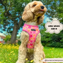 Cocopup Adjustable Harness Bundles-Summer Bloom Adjustable Neck Harness, Lead & Collar Bundle