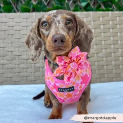 Cocopup Collar Flowers-Summer Bloom Collar Flower