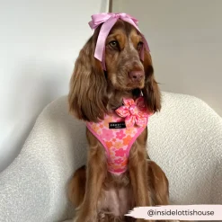 Cocopup Collar Flowers-Summer Bloom Collar Flower