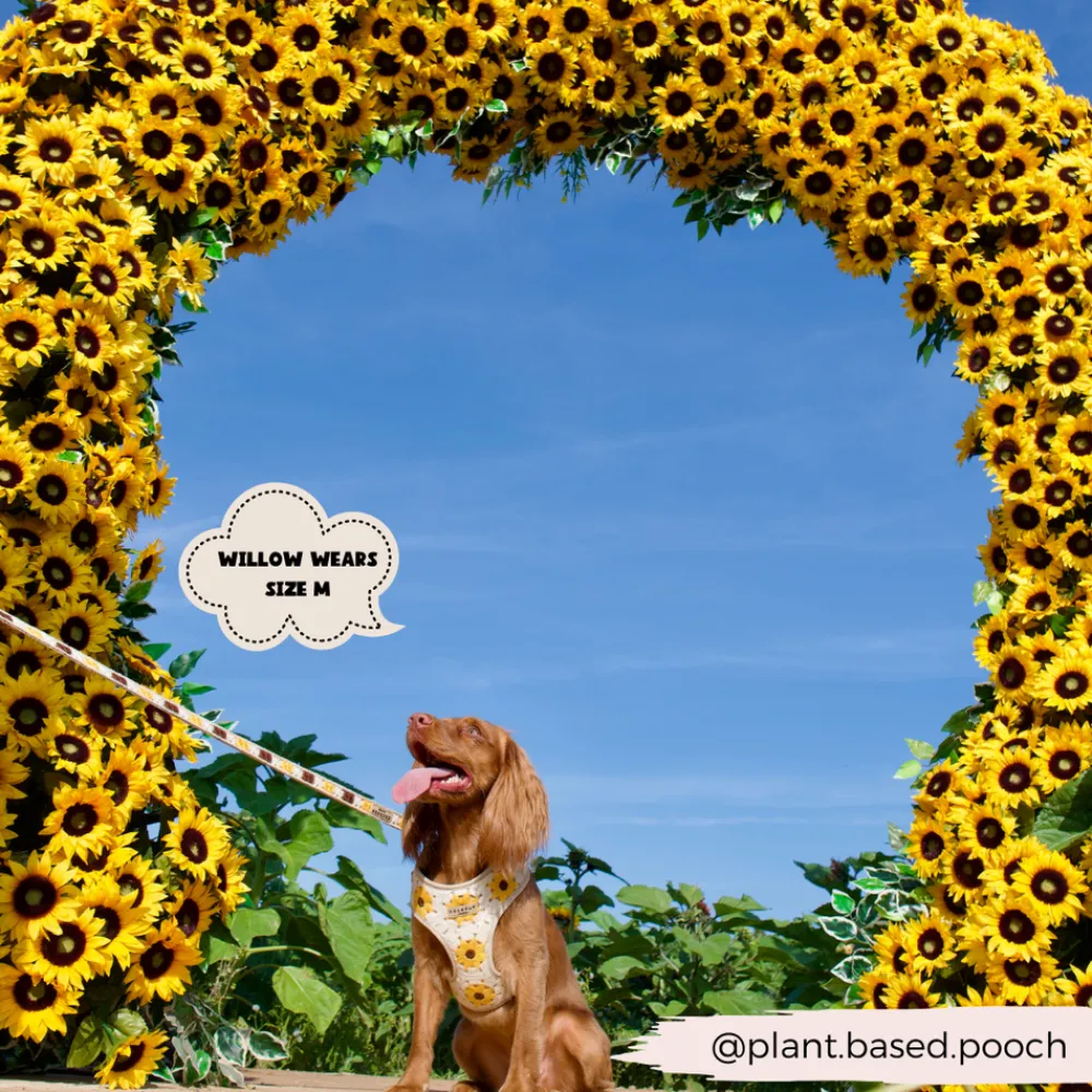 Cocopup Adjustable Harness Bundles-Sunflower Patch Adjustable Neck Harness, Lead & Collar Bundle