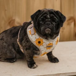 Cocopup Adjustable Harness Bundles-Sunflower Patch Adjustable Neck Harness, Lead & Collar Bundle