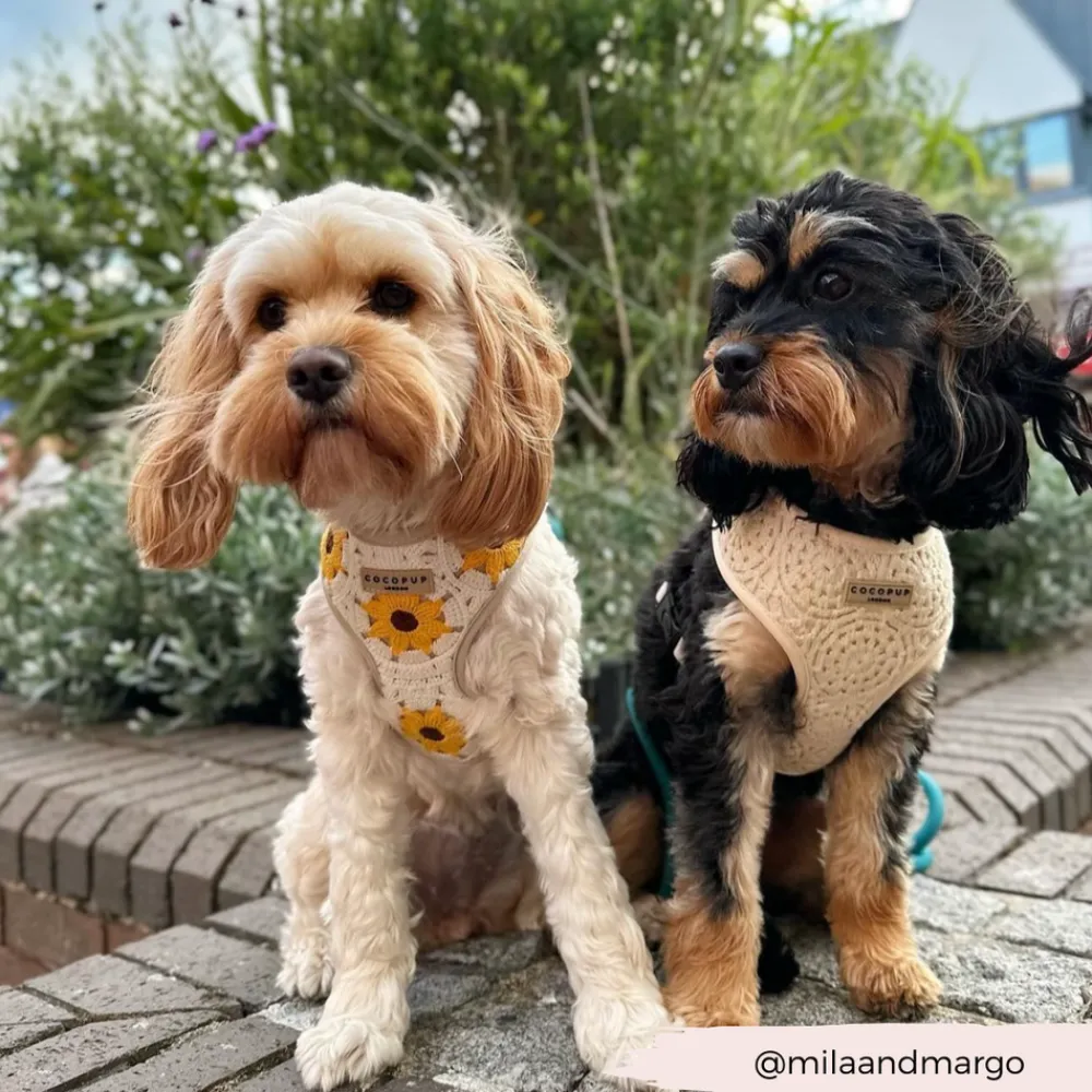 Cocopup Adjustable Harness Bundles-Sunflower Patch Adjustable Neck Harness, Lead & Collar Bundle