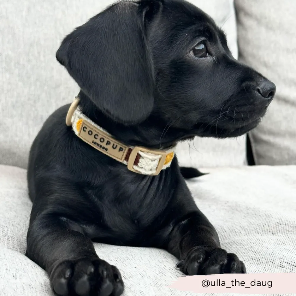 Cocopup Collars | Puppy Leads & Collars-Sunflower Patch COLLAR
