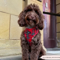 Cocopup Adjustable Neck Harnesses-Tartan Adjustable Neck HARNESS