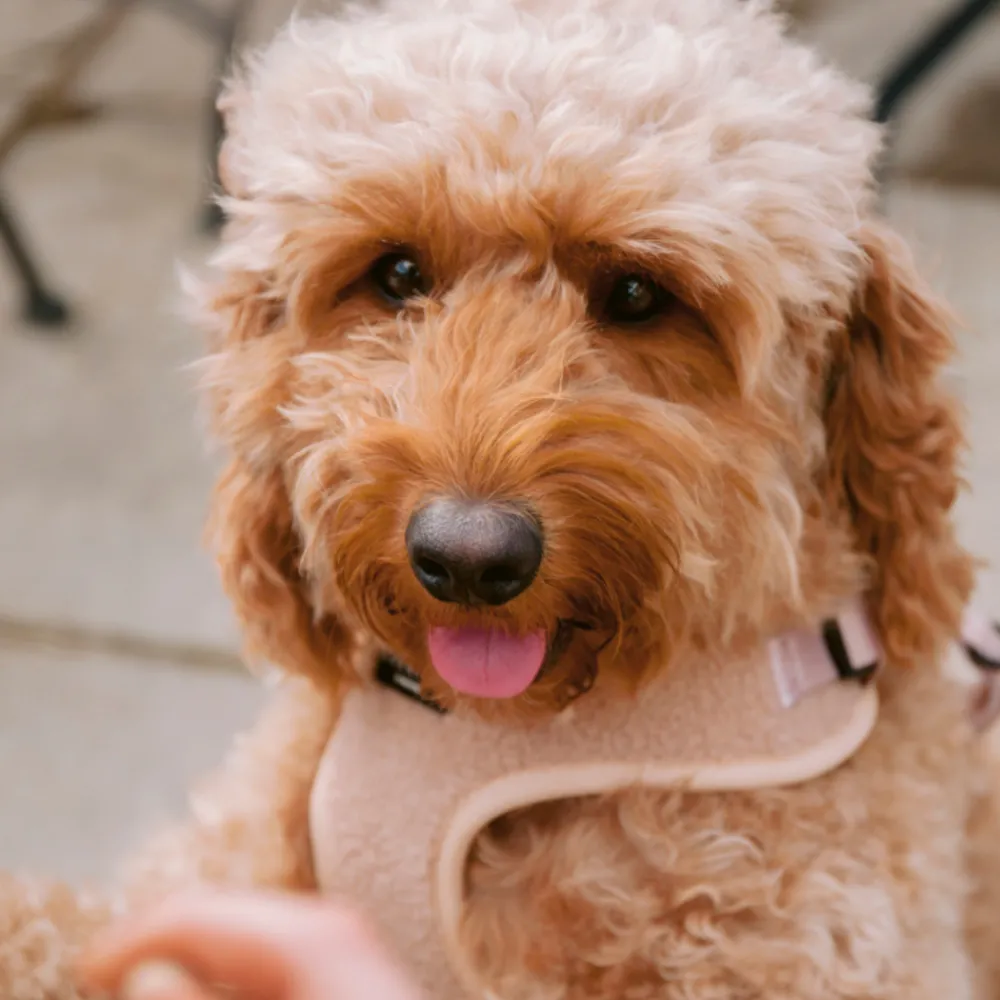 Cocopup Adjustable Neck Harnesses-Teddy Adjustable Neck HARNESS - Rupert