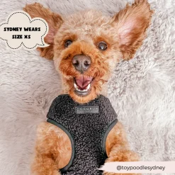 Cocopup Adjustable Neck Harnesses-Teddy Adjustable Neck HARNESS - Baloo