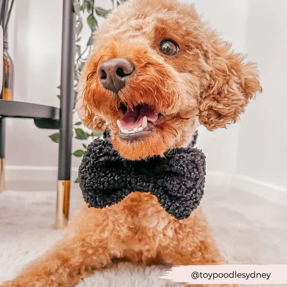 Cocopup Adjustable Harness Bundles-Teddy Baloo Adjustable Neck Harness, Lead & Collar Bundle