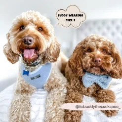 Cocopup Bow Ties-Teddy Bow Tie - Daydream