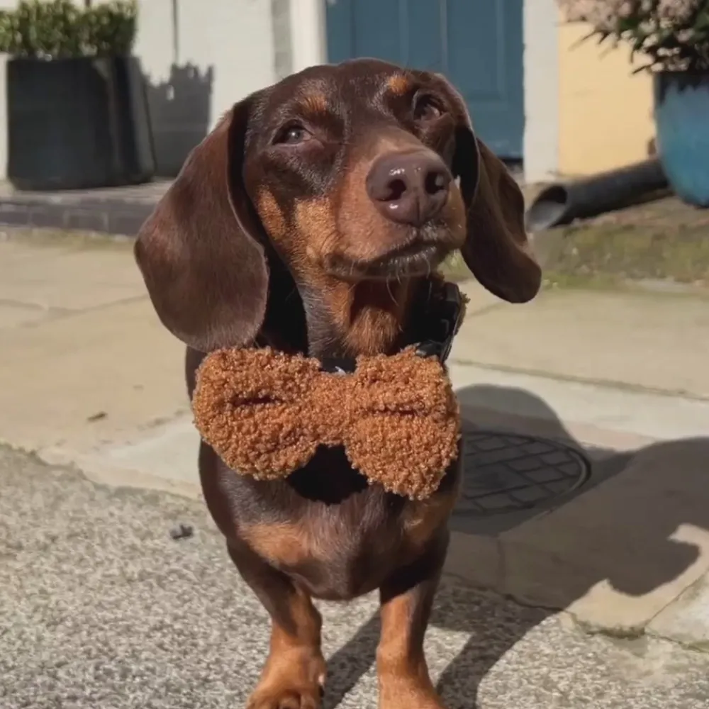 Cocopup Bow Ties-Teddy Bow Tie - Paddington
