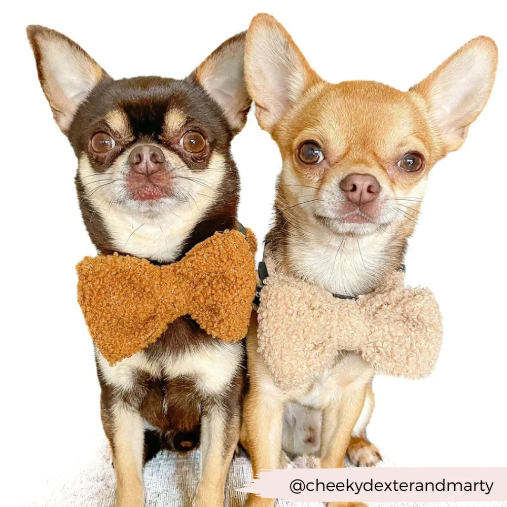 Cocopup Bow Ties-Teddy Bow Tie - Rupert