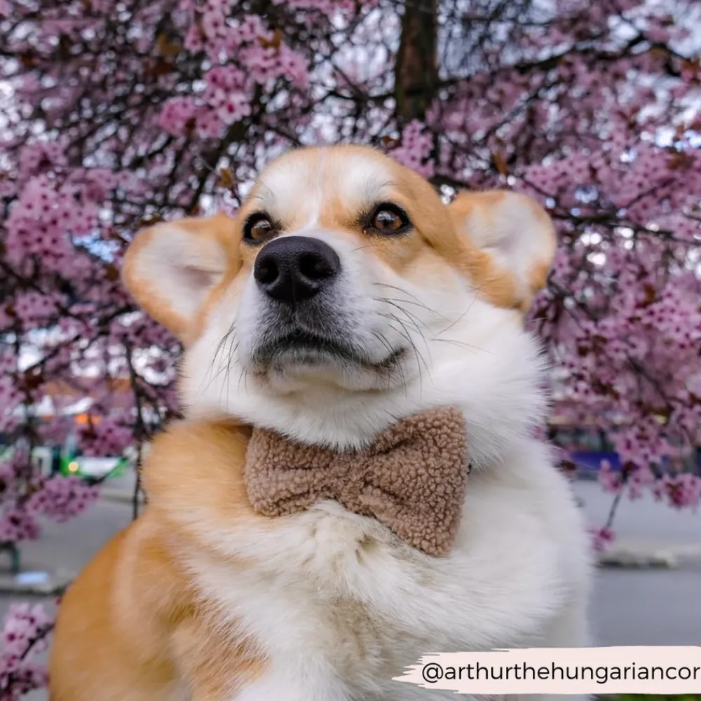 Cocopup Bow Ties-Teddy Bow Tie - Rupert