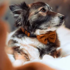 Cocopup Collars | Puppy Leads & Collars-Teddy COLLAR - Paddington