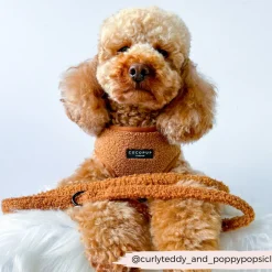 Cocopup Leads-Teddy Lead - Paddington