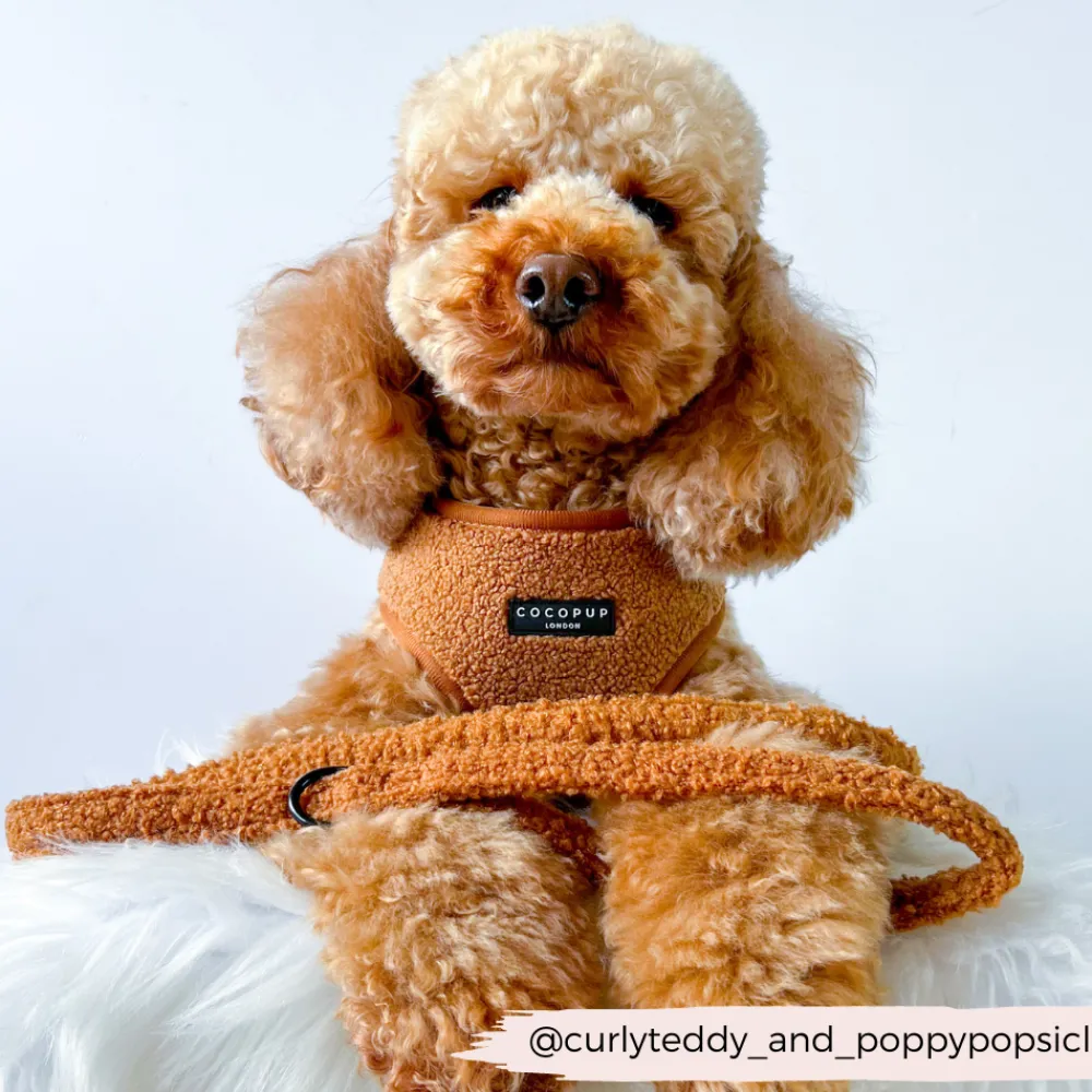 Cocopup Leads-Teddy Lead - Paddington