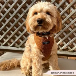 Cocopup Adjustable Harness Bundles-Teddy Paddington Adjustable Neck Harness, Lead & Collar Bundle