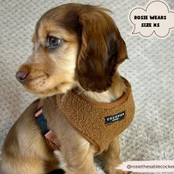 Cocopup Adjustable Harness Bundles-Teddy Paddington Adjustable Neck Harness, Lead & Collar Bundle