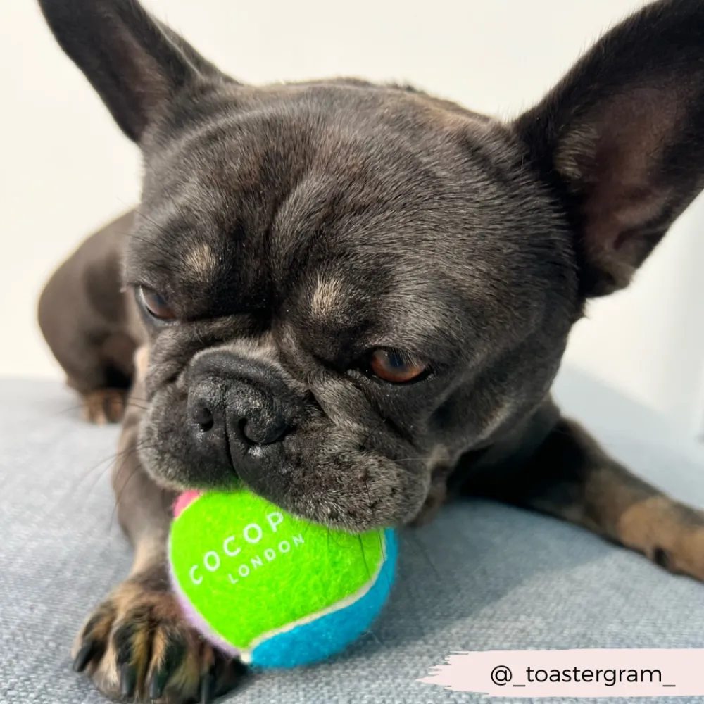 Cocopup Rucksack Accessories | Tennis Balls-Tennis Ball - Bold & Bright