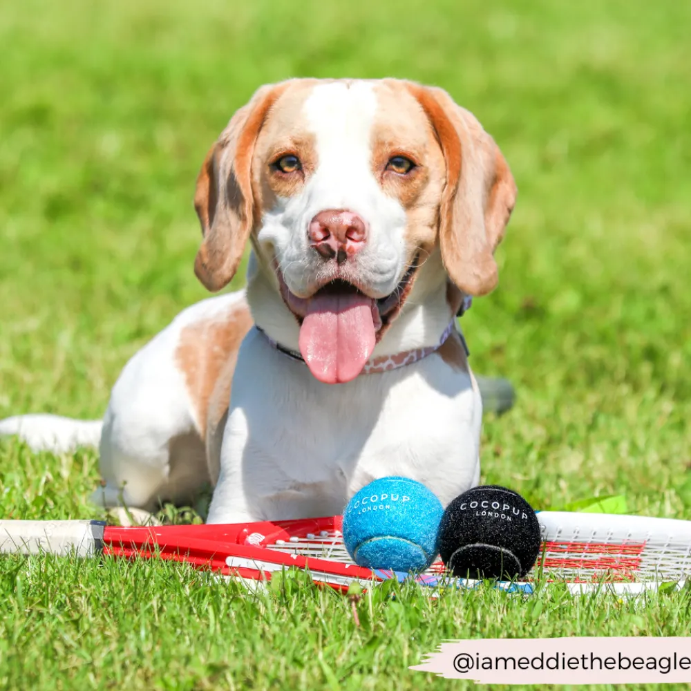 Cocopup Rucksack Accessories | Tennis Balls-Tennis Ball - Bright Blue