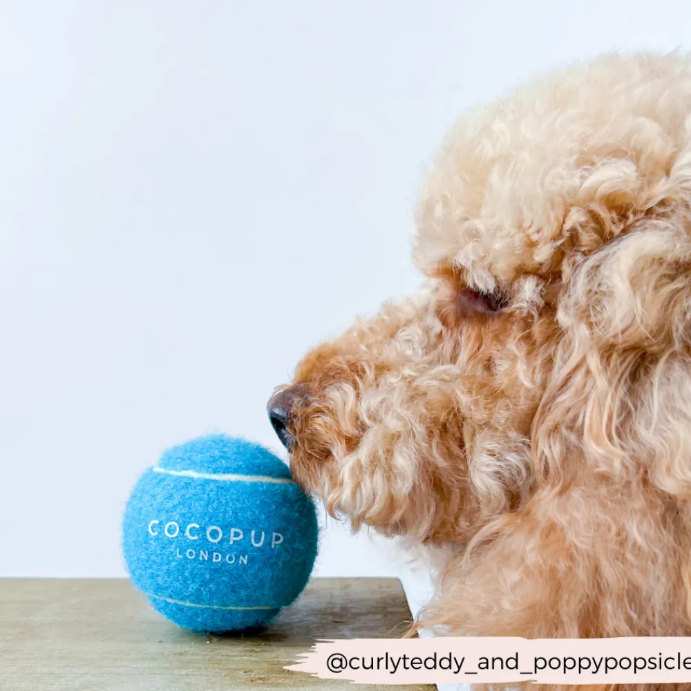 Cocopup Rucksack Accessories | Tennis Balls-Tennis Ball - Bright Blue