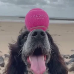 Cocopup Rucksack Accessories | Tennis Balls-Tennis Ball - Playful Pink