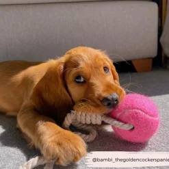 Cocopup Tennis Balls | Tennis Balls ðū-Tennis Ball Rope Toy - Playful Pink