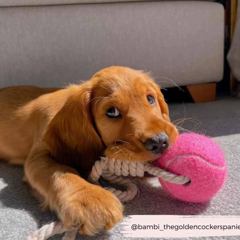 Cocopup Tennis Balls | Tennis Balls ðū-Tennis Ball Rope Toy - Playful Pink